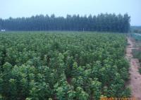 櫻桃樹苗紅燈、美早、早黃金[供應(yīng)]_綠化苗木_世界工廠網(wǎng)中國產(chǎn)品信息庫