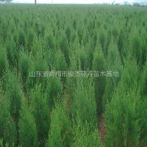 保定榆樹苗木基地、保定榆樹苗木批發、榆樹苗木價格-常青苗木--產品大全--E路網