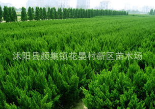 大量出售龍柏工程苗木龍柏苗各種規(guī)格龍柏球.......