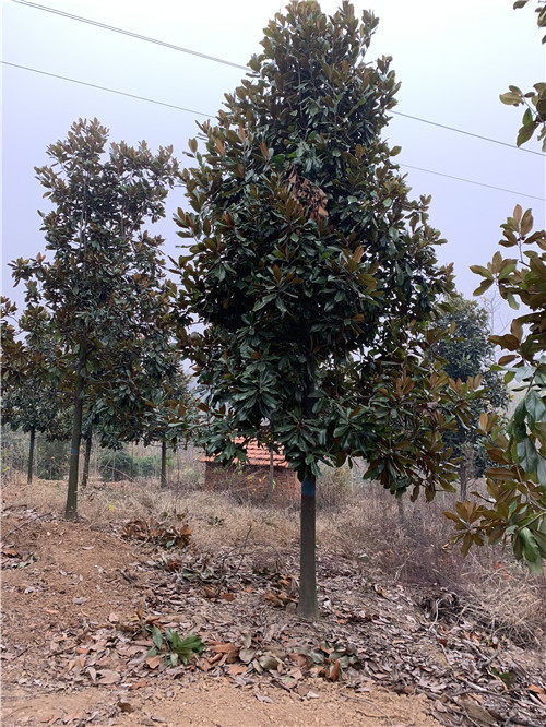 河南新鄉長垣廣玉蘭河南苗木