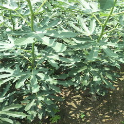 【哪里有核桃苗,核桃苗批發出售基地】- 