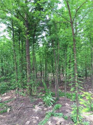 汪家苗圃/丹陽樸樹苗木/鎮江樸樹植物