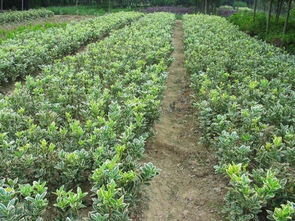 瀏陽苗木場 金邊七里香2