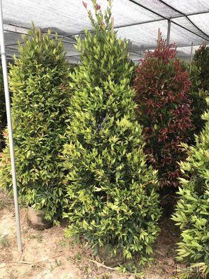 【江西綠化苗木袋苗紅車、農(nóng)戶種植】綠化苗木,價(jià)格,廠家,供應(yīng)商,花木,龍海市東泗興輝園藝場 - 產(chǎn)品庫