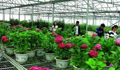 江西:九江縣做大苗木花卉產業&ldquo;蛋糕&rdquo;