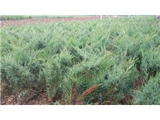 河北省定州市建衛苗圃產品展示