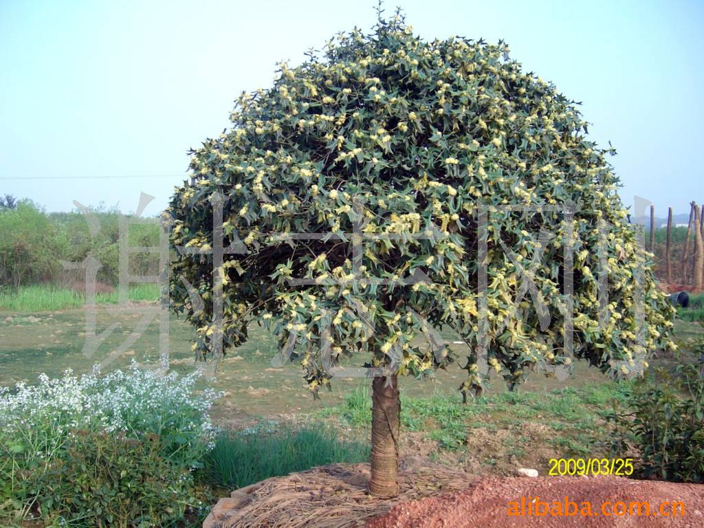 【綠化設計圖中的喬木與灌木之分】價格、產品供應,綠化設計圖中的喬木與灌木之分廠家批發(fā)-1024商務網