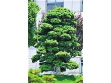 瀏陽市軒達苗木種植專業合作社 花卉種植產品展示