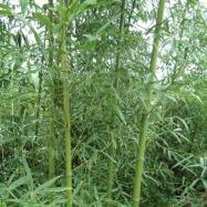 剛竹基地苗木產品介紹與圖片展示