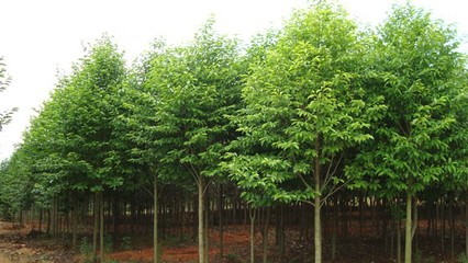 奉新綠霖苗木專(zhuān)業(yè)合作社 專(zhuān)業(yè)花卉種植，綻放鄉(xiāng)村經(jīng)濟(jì)新活力