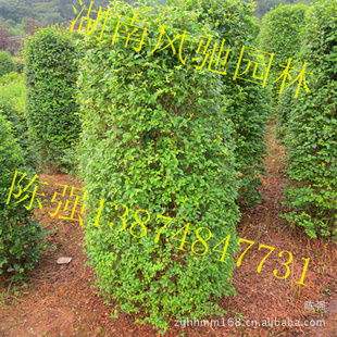 湖南風(fēng)馳園林 精品小葉雨針柱形樹(shù)，綠化苗木的專(zhuān)業(yè)供應(yīng)商